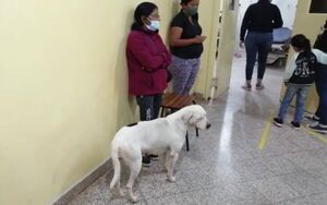 Kenia acompañó hasta el hospital de Concepción a septuagenaria que la alimenta todos los días  - Mascotas - ABC Color