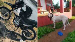 Durmieron a un pitbull para hurtar una motocicleta en B° Chaipé
