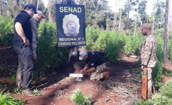 Senad anula plantación de marihuana en la Reserva Ñacunday