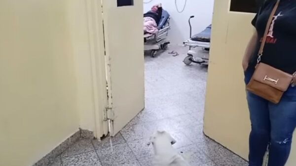 Perrita acompañó a abuela a hospital y no se despegó de ella
