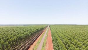 Hace falta duplicar el ritmo de la reforestación, advierte el gremio Fepama - Nacionales - ABC Color