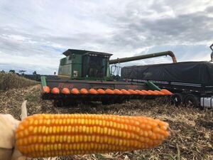 Buen avance del maíz zafriña genera optimismo para sector lácteo - Nacionales - ABC Color