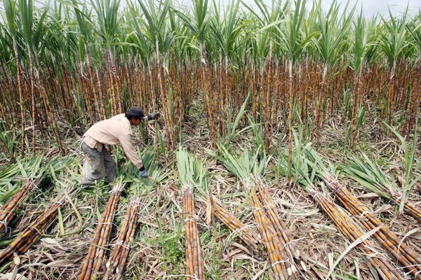 Nicaragua produce la mayor cosecha de caña de azúcar de su historia - MarketData