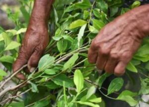 ¿Podrá Gustavo Petro legalizar la coca y la cocaína en Colombia?