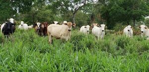 Paraguay produce carne a pasto con un enorme futuro - Economía - ABC Color
