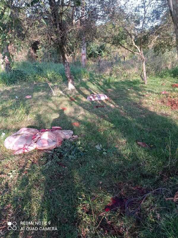 Roban y faenan tres animales vacunos en Hernandarias - La Clave