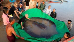 Descubren el pez de agua dulce más grande jamás registrado