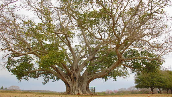 Vuelve Colosos de la Tierra, el concurso que premia a los árboles más grandes del Paraguay - La Clave