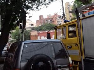 Gato aburrido trepó a la punta del árbol y no pudo bajar - Mascotas - ABC Color