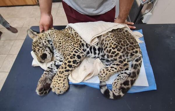 Cachorro de jaguareté que habría sido atropellado en el Chaco está grave