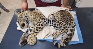 Rescatan a un cachorro de yaguareté que habría sido atropellado en el Chaco
