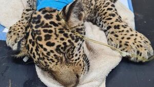 Cachorro de jaguarete terminó con varias fracturas tras ser atropellado