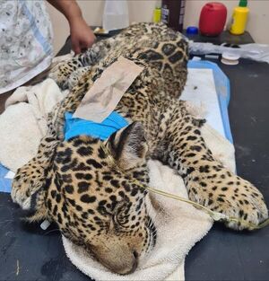 Rescatan a cachorro de jaguareté atropellado y luchan por salvarlo - Nacionales - ABC Color