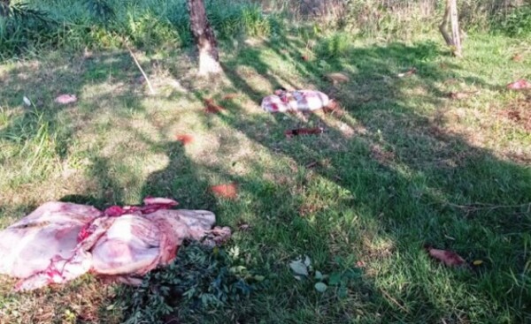 Abigeos faenaron tres animales en Hernandarias