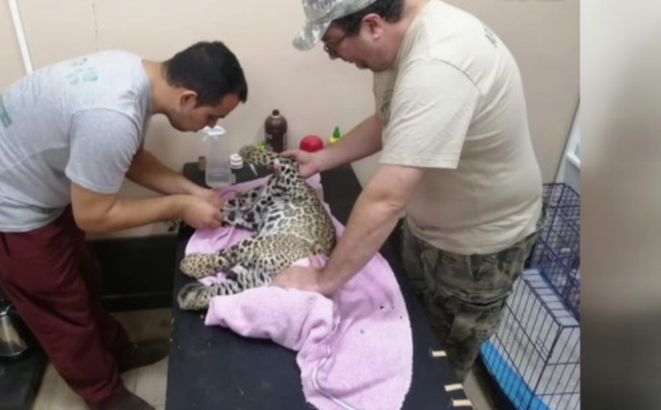 Rescataron a un Yaguareté herido - SNT