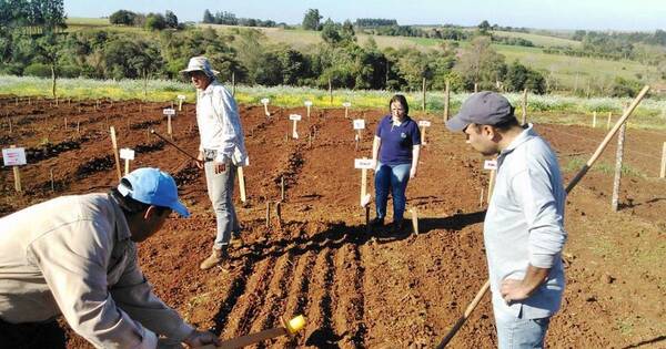 La Nación / Censo Agropecuario Nacional contribuirá al desarrollo de iniciativas para mejorar productividad