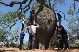 Nueva edición de “Colosos de la Tierra” para llegar a los árboles más grandes del Paraguay  - Nacionales - ABC Color