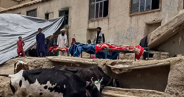 La Nación / Al menos un millar de muertos en un terremoto en Afganistán