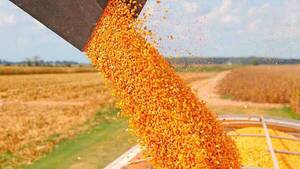 Estiman sobrecostos en la cosecha del maíz por aumento en el precio del combustible