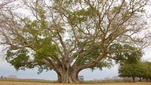 Vuelve Colosos de la Tierra, el concurso que premia a los árboles más grandes del Paraguay
