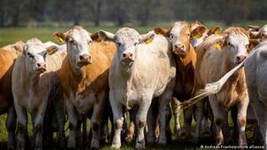 Informe de la OCDE sobre emisiones de la agricultura y ganadería