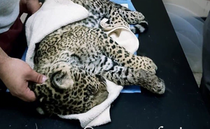Primeras 48 horas claves para la evolución del cachorro de jaguarete que fue atropellado - Noticiero Paraguay