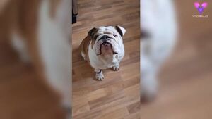 La ingeniosa estrategia de este hombre para controlar la actividad de su perro - Mascotas - ABC Color