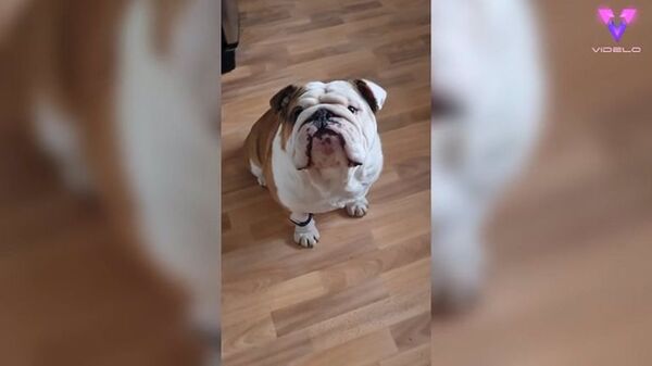 La ingeniosa estrategia de este hombre para controlar la actividad de su perro  - Mascotas - ABC Color