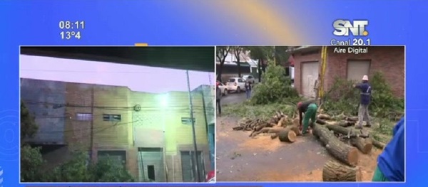 Árbol caído en zona de Mercado 4 - SNT