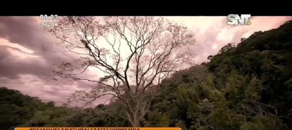 Se viene la 11ma. edición de ‘Colosos de la Tierra’ de 'A Todo Pulmón' - SNT