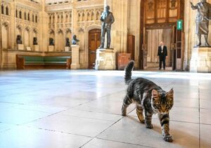 Un gato con nombre de primer ministro se sienta en la Cámara de los Comunes - Mascotas - ABC Color