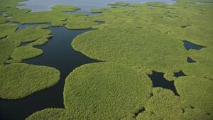 Las emisiones globales de metano en 2020 crecieron, pese al parón