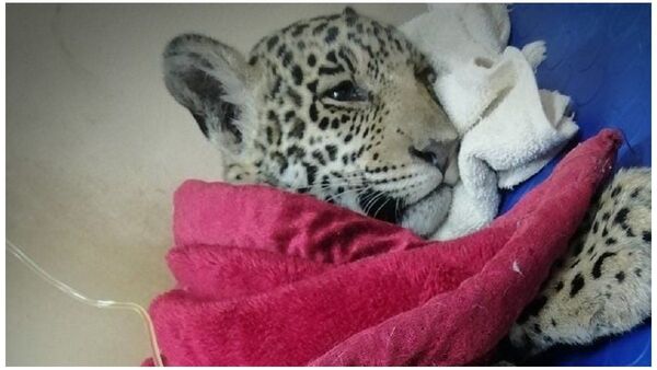 Jaguareté atropellado sigue en estado crítico