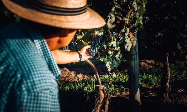 El vino uruguayo desembarca fuerte en Paraguay