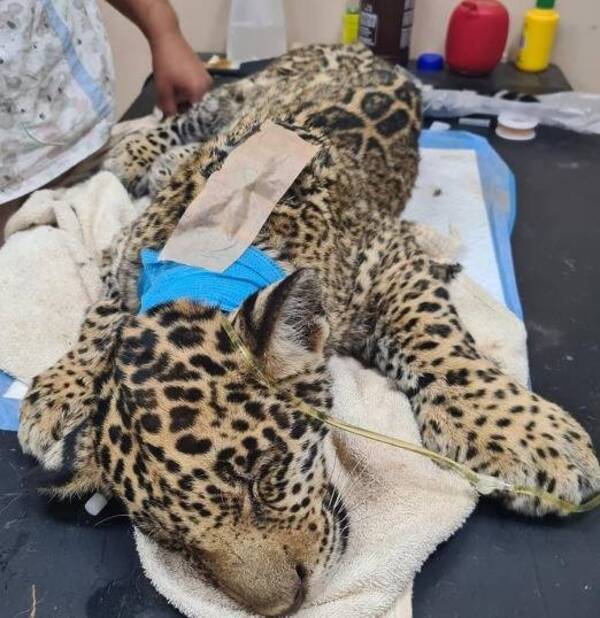 Crónica / Atropellan y dejan abandonado a un cachorrito de jaguarete