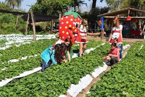 Frutikids: niños volverán a cosechar frutillas en finca de Areguá - Viajes - ABC Color