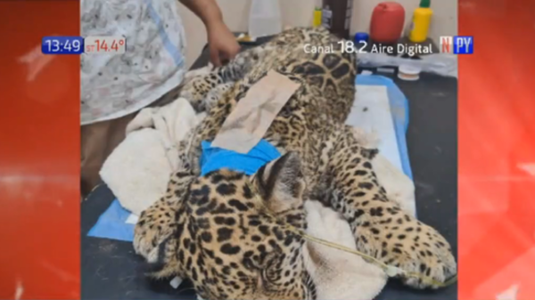 Cachorro de jaguareté esta en estado crítico tras ser atropellado - PARAGUAYPE.COM