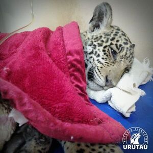 Cachorro de yaguareté sigue en estado crítico y con fuertes espasmos - Nacionales - ABC Color