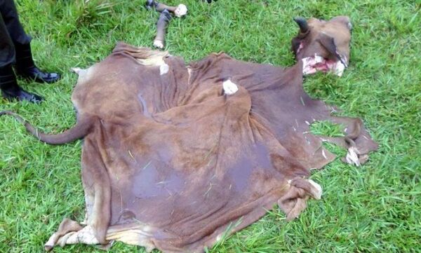 Abigeos se sintieron acorralados y abandonaron la carne del animal faenado