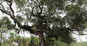 La Nación / Vuelve Colosos de la Tierra, el concurso que premia a los árboles más grandes del Paraguay