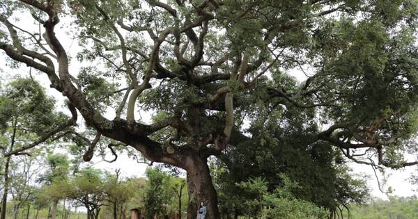 La Nación / Vuelve Colosos de la Tierra, el concurso que premia a los árboles más grandes del Paraguay