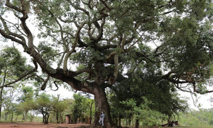 Vuelve el concurso que premia a los árboles más grandes del Paraguay - OviedoPress