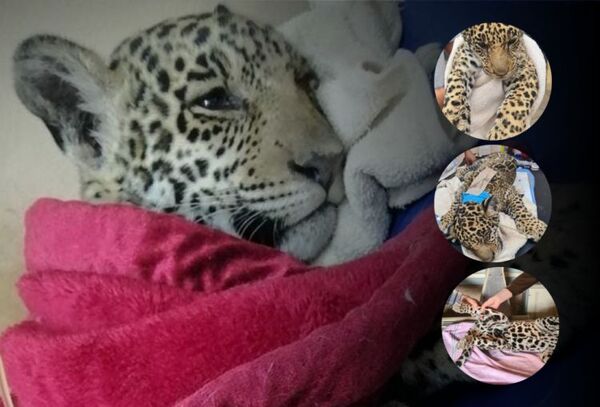 Yaguareté que fue atropellado sigue en «estado crítico»