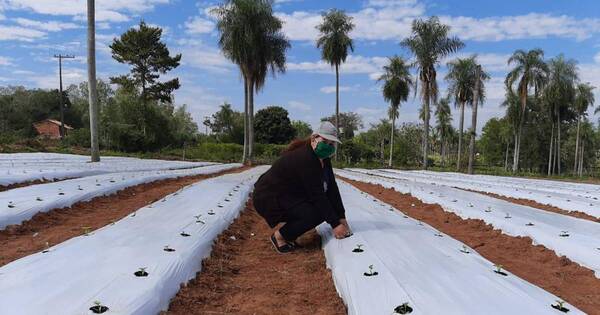 La Nación / Paraguaya fue reconocida por el IICA como Líder de la Ruralidad