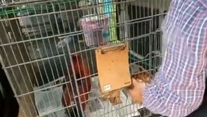 Rescantan a gallinas abandonadas y las llevaron a refugio