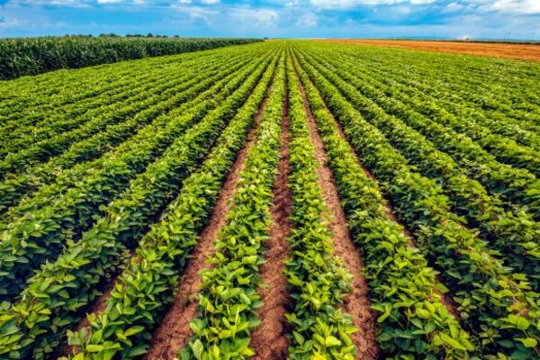 Prevén crecimiento económico de 5% en el 2023, gracias al clima y reducción de tasas - MarketData