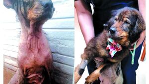 Multan a la exdueña de Peppa por maltratarla