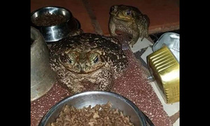Desde hace cinco años una mujer tiene dos sapos como mascotas en Ñemby - OviedoPress