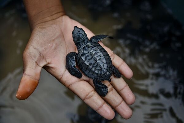 Descubierta una tortuga con un huevo en las ruinas de Pompeya - Ciencia - ABC Color