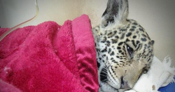 Cachorro de yaguareté continúa grave: "Sigue muy débil", señalan
